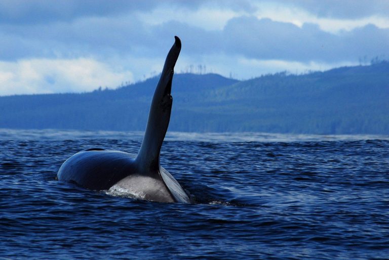 Ocean EcoVentures Whale Watching – Cowichan Bay